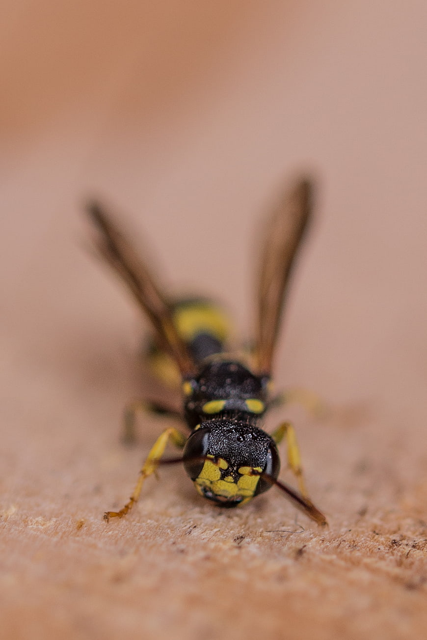 Macro Close-Up of a Yellow and Black Wasp on Wood