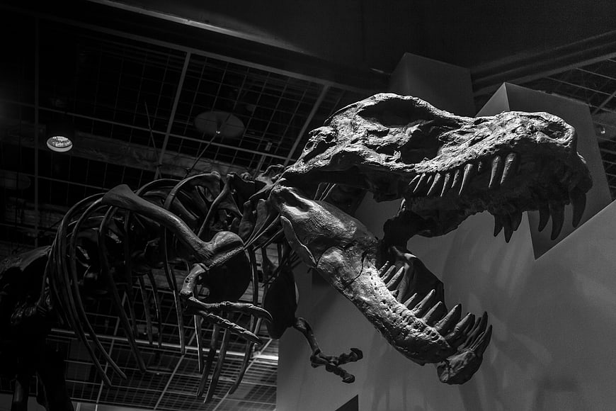 Dramatic Black and White T-Rex Skeleton Museum Display