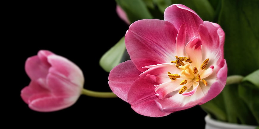 Pink and White Tulip Closeup on Black Background