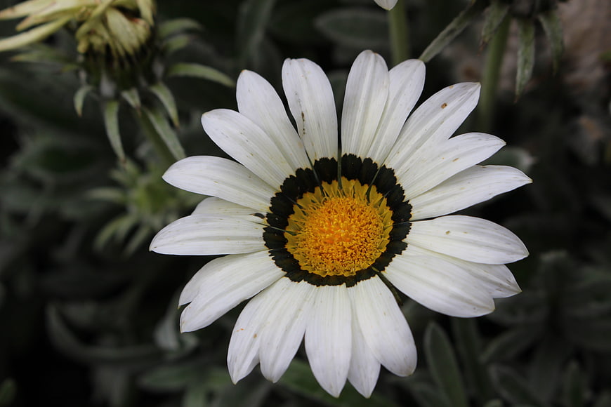 Close-up of White Osteospermum Flower with Yellow Center