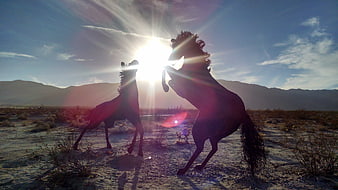 Silhouette of Two Horses Rearing in Desert Sunlight