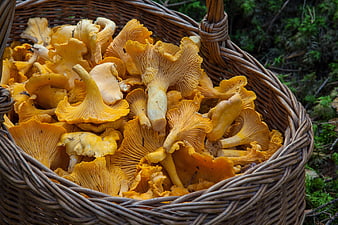 Fresh chanterelle mushrooms in a wicker basket