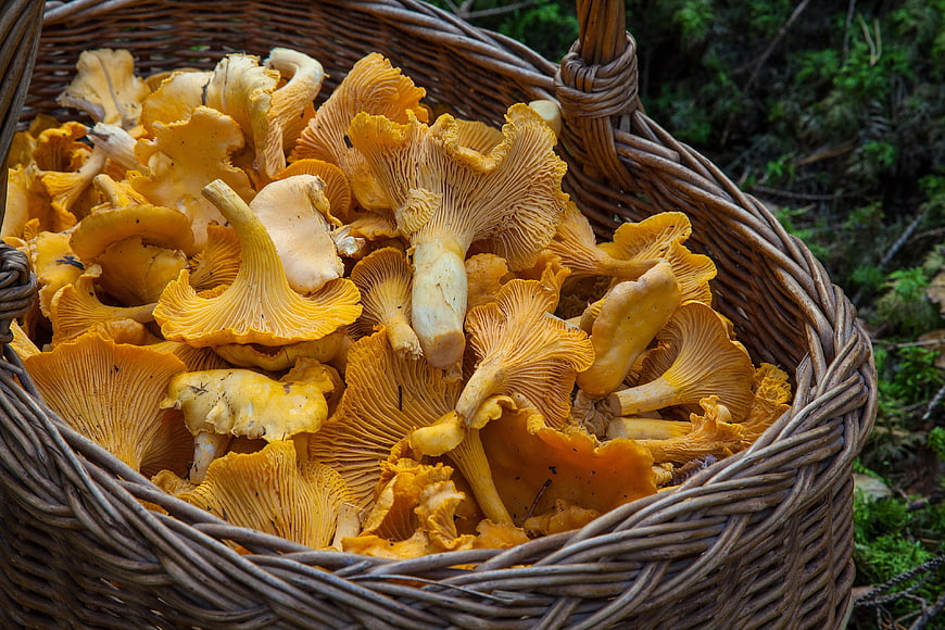 Fresh chanterelle mushrooms in a wicker basket