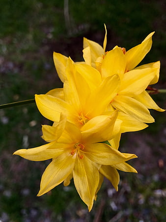 Close-up of vibrant yellow daffodil flowers in a garden