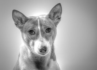 Black and White Portrait of a Basenji Dog