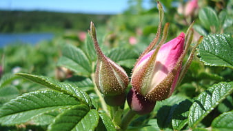 Close-up of pink wild rose buds on a sunny summer day