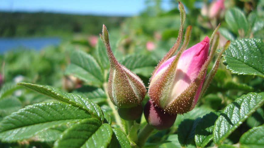 Close-up of pink wild rose buds on a sunny summer day