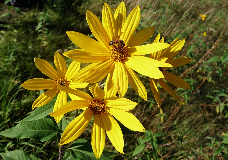 Yellow Wildflowers with Bee Pollinating in Meadow