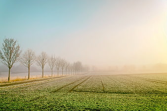 Frosty Green Field with Row of Trees in Morning Mist