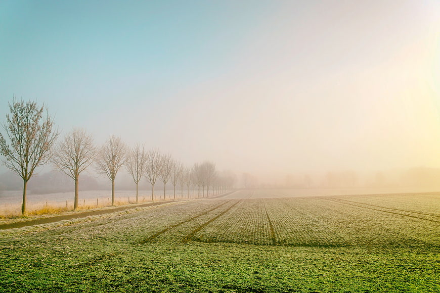 Frosty Green Field with Row of Trees in Morning Mist