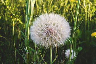 Close-up of a fluffy white dandelion seed head in a green meadow