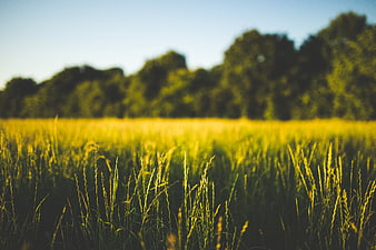 Golden sunlight illuminating tall grass in a summer field