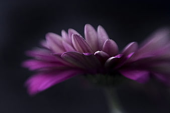 Close-up of a purple gerbera daisy on a dark background
