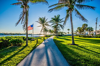 Paved Path Through Tropical Park with Palm Trees and American Flag