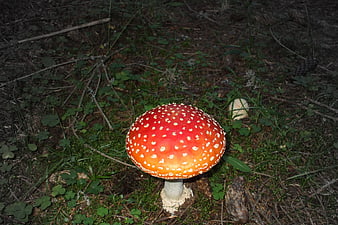 Red Fly Agaric Mushroom in Forest Undergrowth