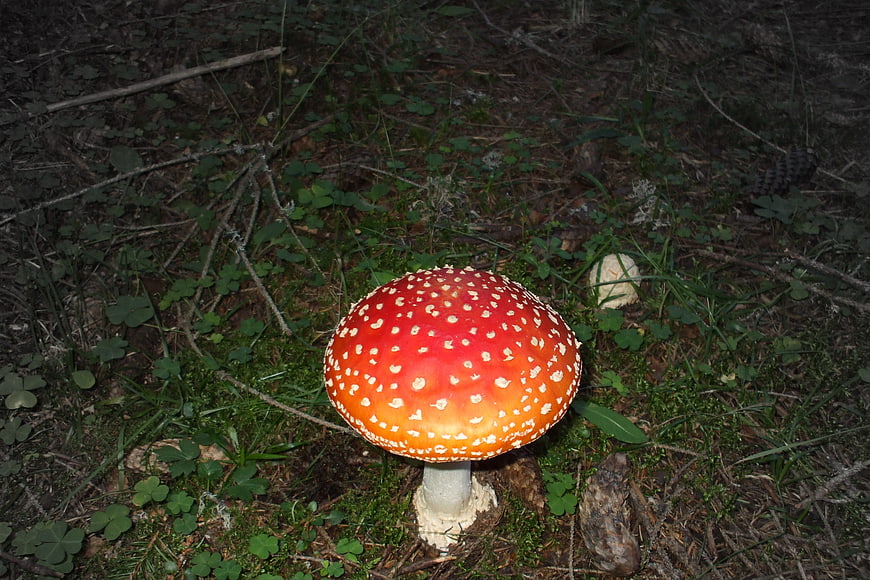 Red Fly Agaric Mushroom in Forest Undergrowth