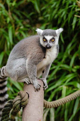 Ring-tailed Lemur Perched on Post with Green Background