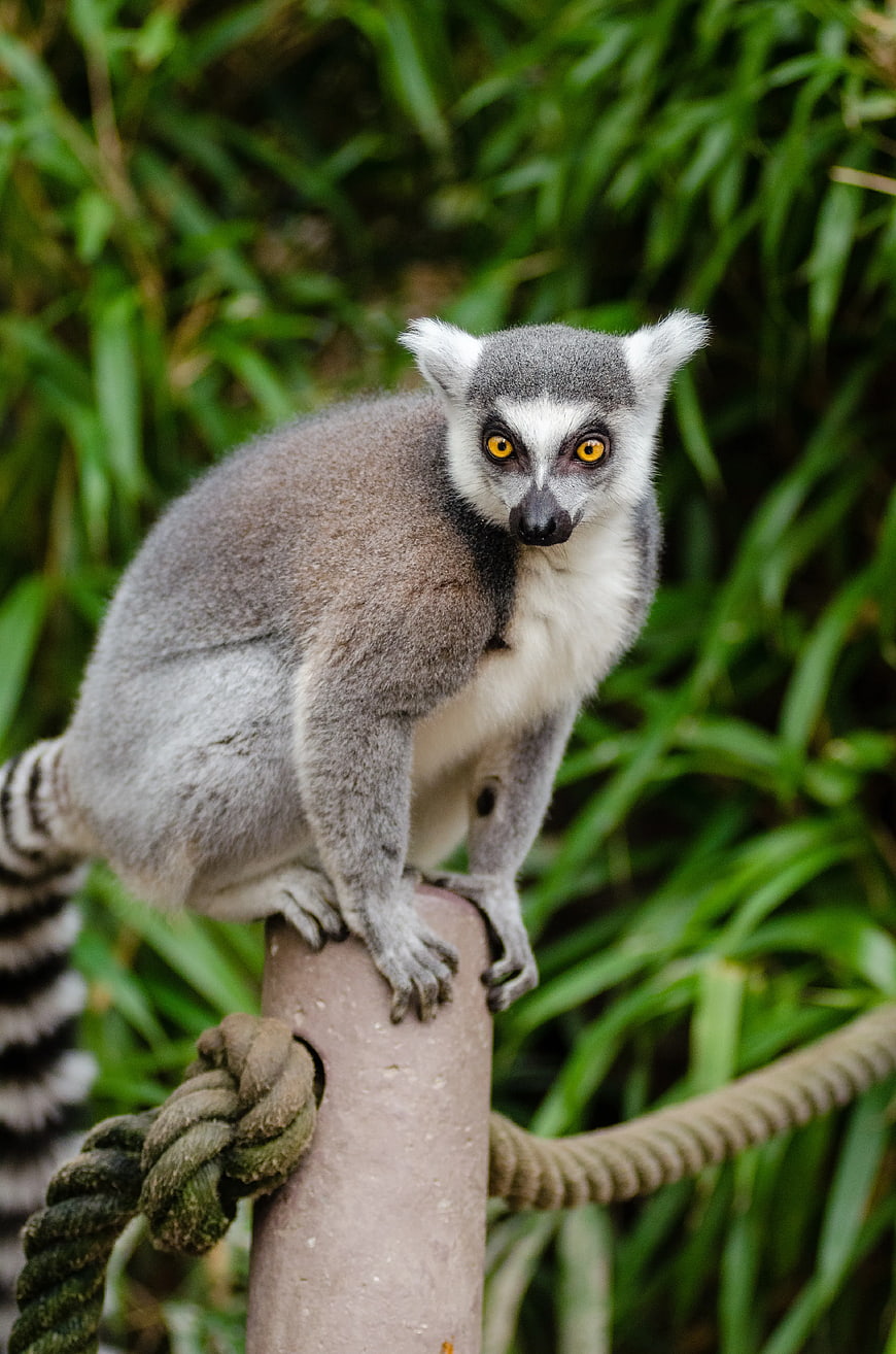 Ring-tailed Lemur Perched on Post with Green Background