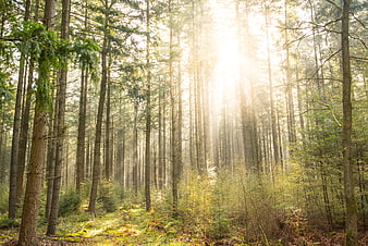 Sunlight streaming through tall pine trees in a misty forest