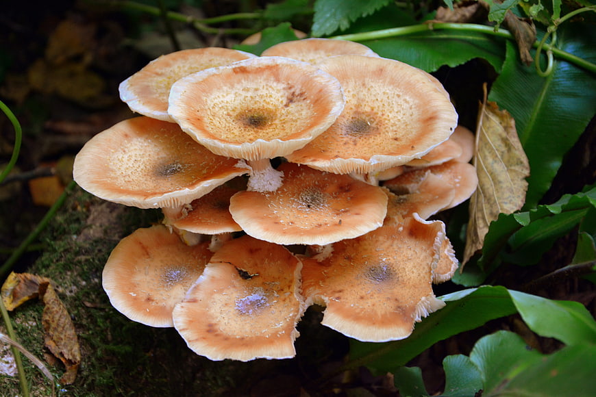 Cluster of orange mushrooms growing in a forest