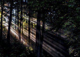 Sunbeams streaming through misty forest trees