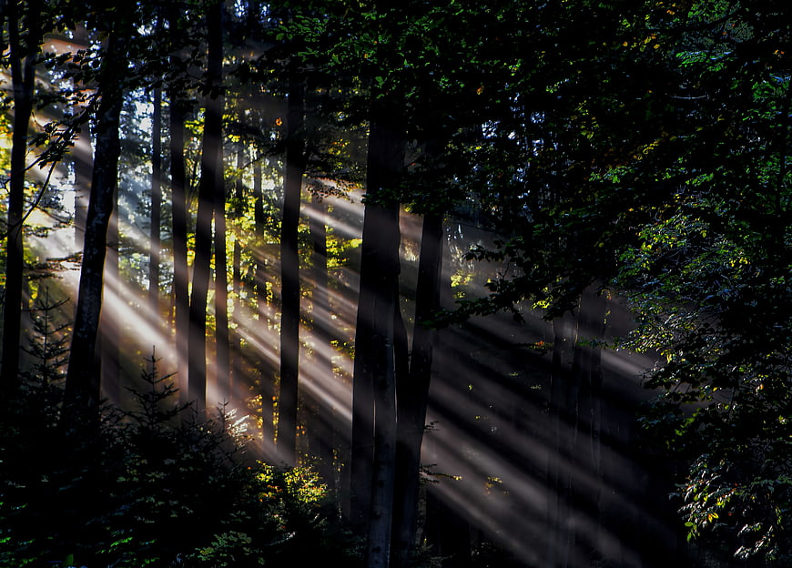 Sunbeams streaming through misty forest trees