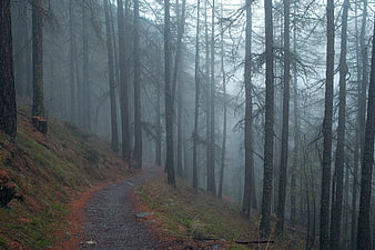 Misty forest path winding through tall pine trees