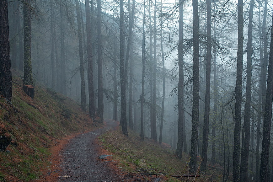 Misty forest path winding through tall pine trees