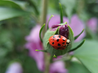 Red Ladybug on Purple Hibiscus Bud Close-Up