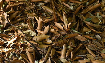Close-up of dry brown fallen leaves on forest floor