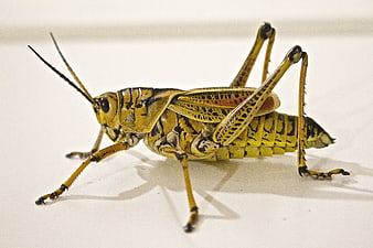 Macro photography of a yellow and black locust on a white background