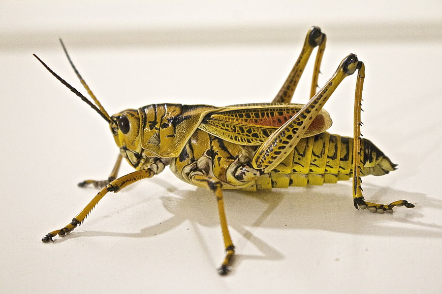 Macro photography of a yellow and black locust on a white background