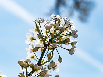 White Pear Blossoms Against Blue Sky