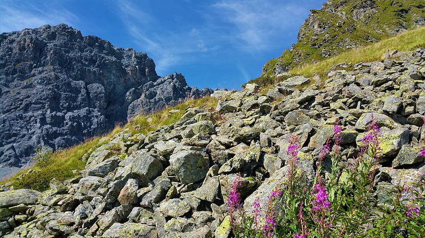 Purple wildflowers blooming on rocky alpine slope
