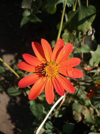 Vibrant Orange Flower with Water Droplets in Sunlight