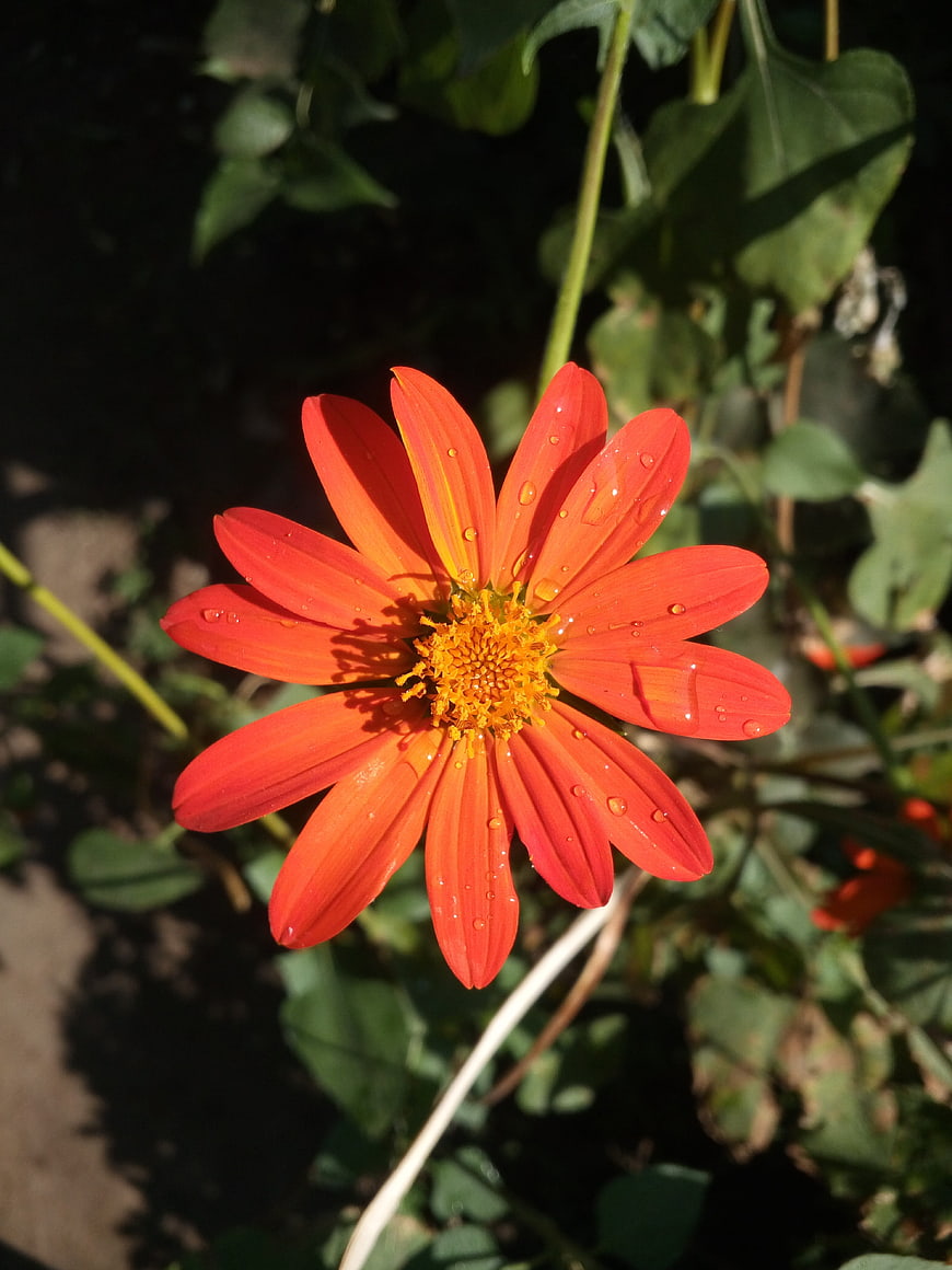 Vibrant Orange Flower with Water Droplets in Sunlight