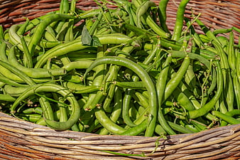 Fresh Green Bush Beans In Woven Wicker Basket
