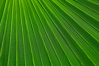 Close-up of vibrant green palm leaf texture with parallel veins
