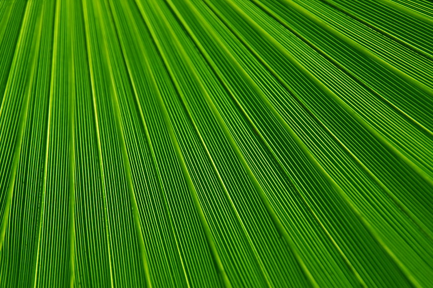 Close-up of vibrant green palm leaf texture with parallel veins