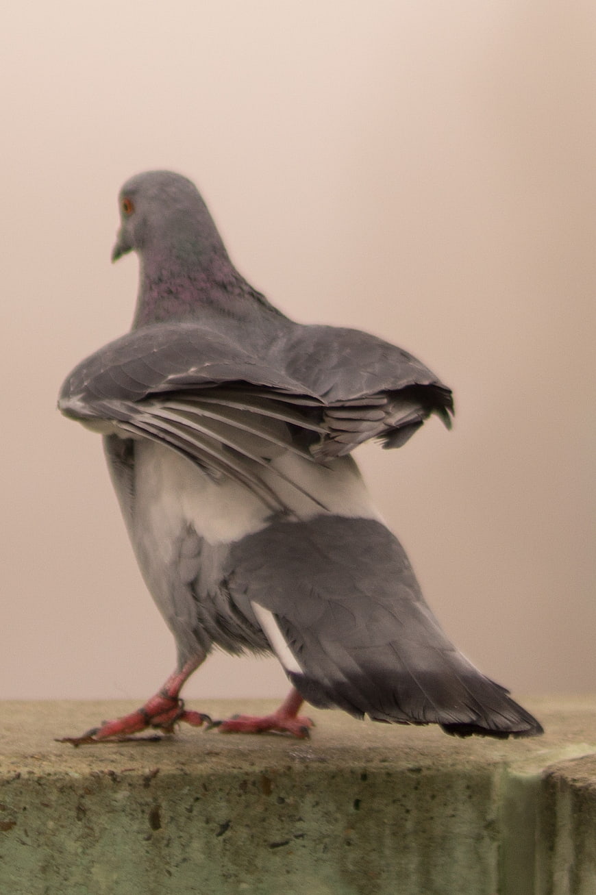 Pigeon with Spread Wings on Concrete Ledge