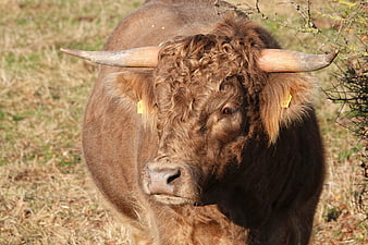 Close-up portrait of a brown Highland cow with long horns in a pasture