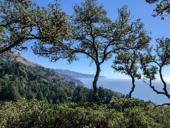 Scenic Big Sur Coastline View Through Trees