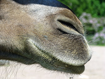 Close-up of a camel's nose and mouth in profile
