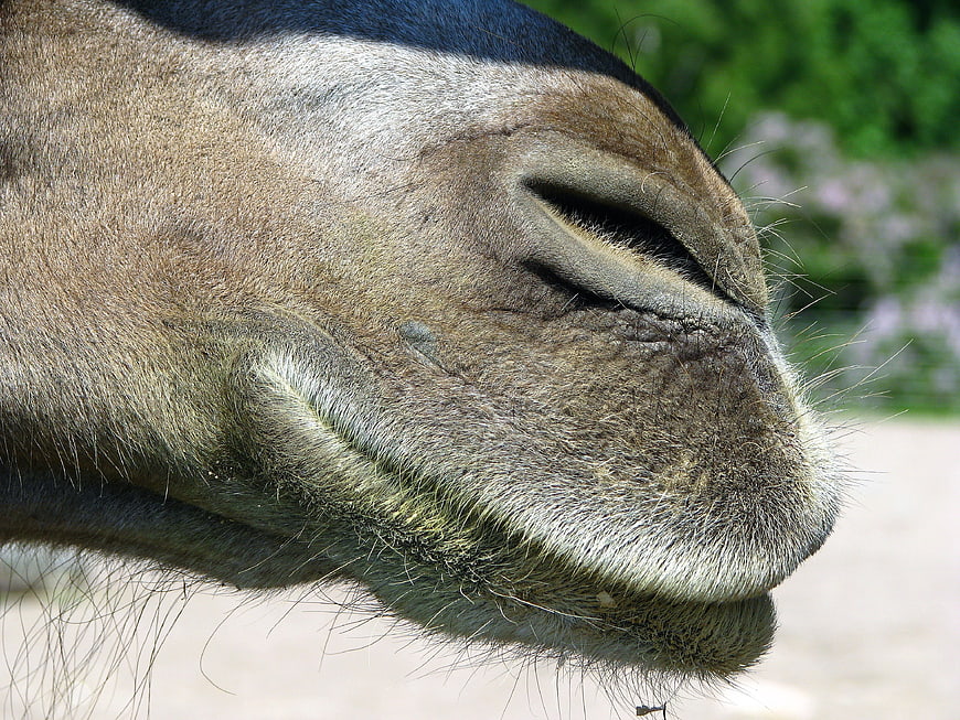 Close-up of a camel's nose and mouth in profile