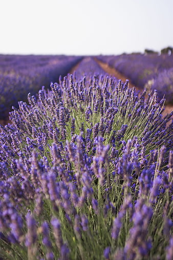 Lavender Field Rows With Shallow Depth of Field