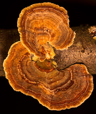 Close-up of layered bracket fungi on dark wood