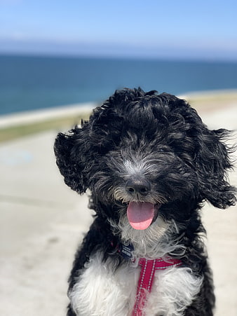Happy Black and White Dog Panting on Beach