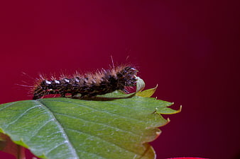 Macro of Hairy Caterpillar Eating Green Leaf on Red Background