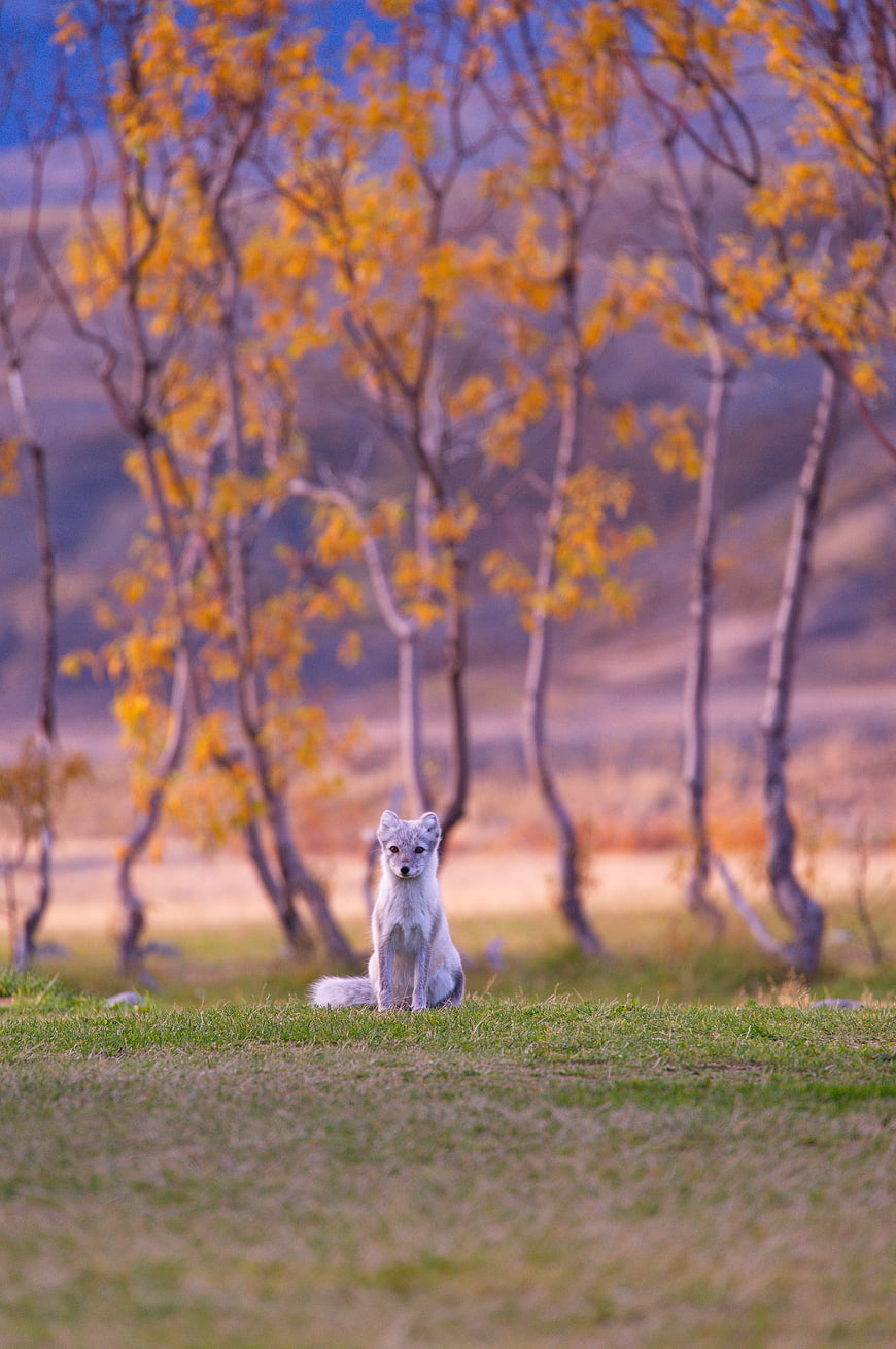 Arctic Fox Sitting in Autumn Meadow with Yellow Trees