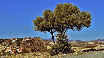 Lone Olive Tree in Mediterranean Landscape with Village